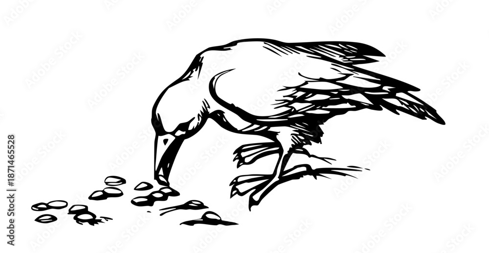 Obraz premium Vector drawing. Old big crow