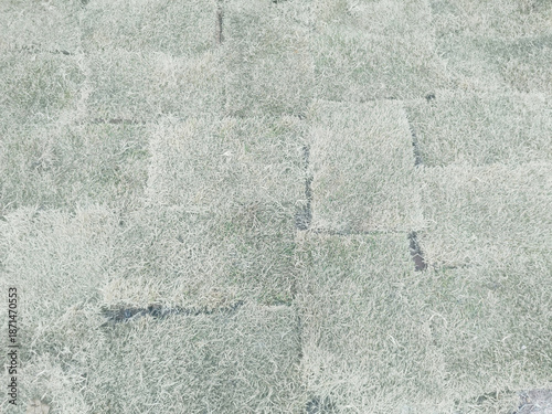 Grass replantation, repair, Sao Paulo, Brazil