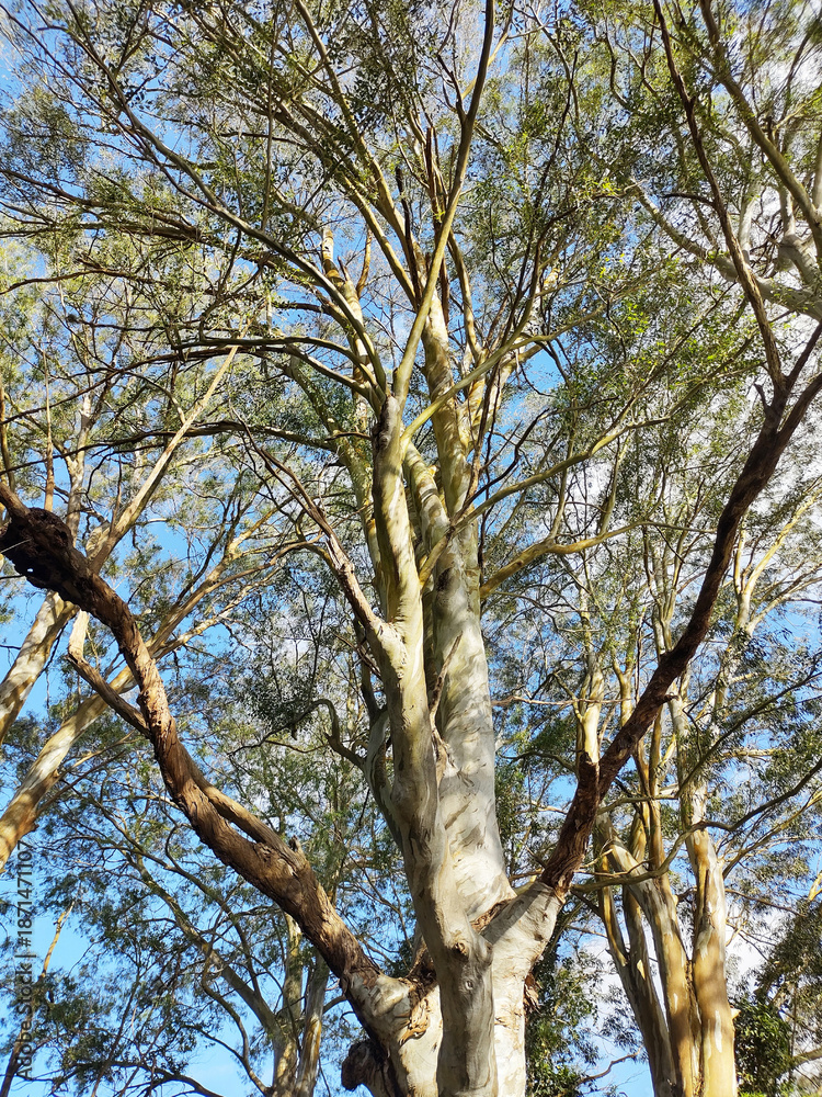 Fototapeta premium Trees, Ibiuna, Sao Paulo, Brazil
