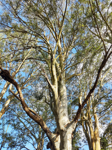 Trees, Ibiuna, Sao Paulo, Brazil