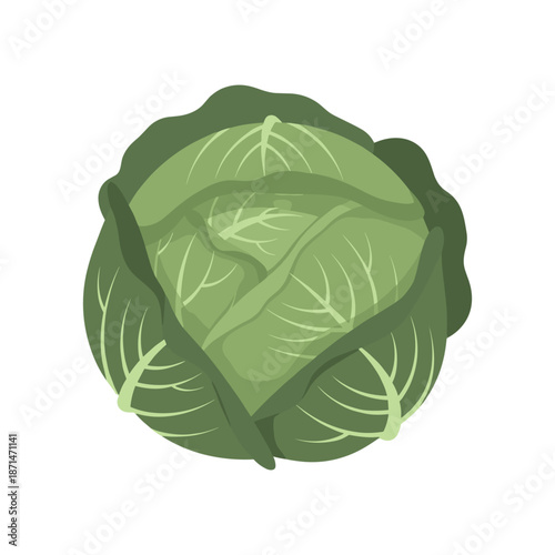 Fresh green cabbage with detailed leaf texture, isolated on a white background, ideal for culinary use