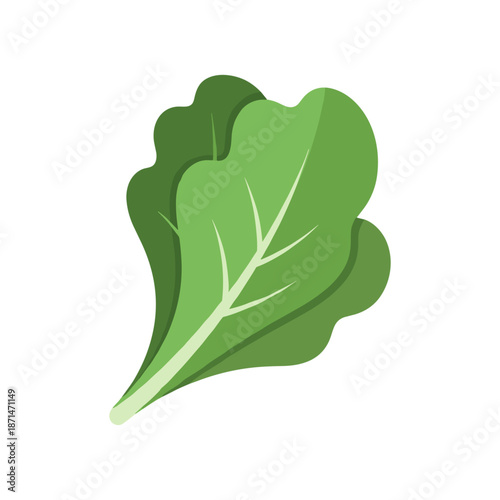 Fresh green lettuce leaf isolated on white background, showcasing its vibrant color and texture