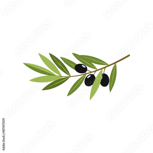Olive branch with green leaves and black olives, isolated on white background, suitable for culinary use