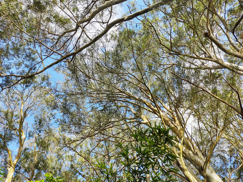 Trees, Ibiuna, Sao Paulo, Brazil