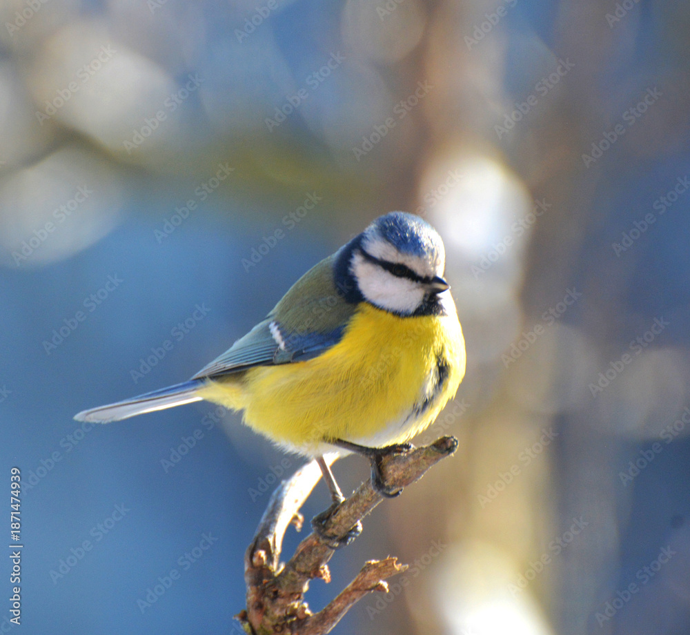 Obraz premium The tit is blue (Parus caeruleus) on the branch