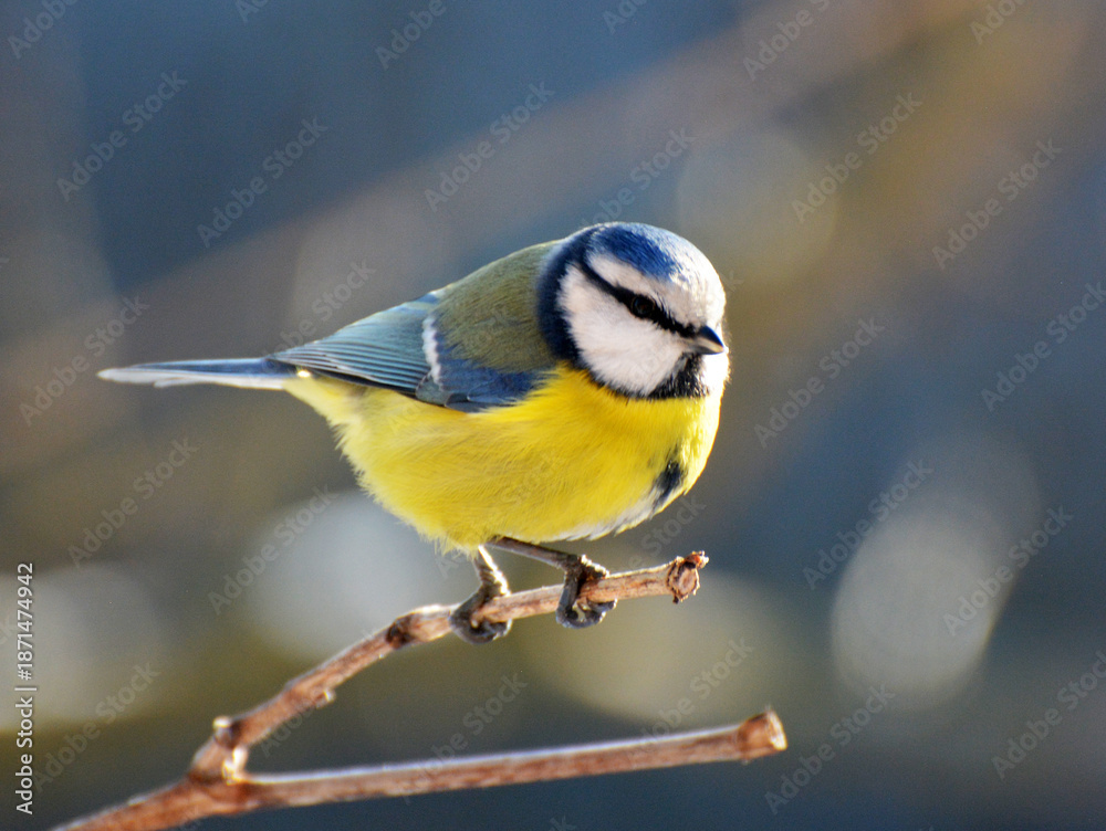 Obraz premium The tit is blue (Parus caeruleus) on the branch