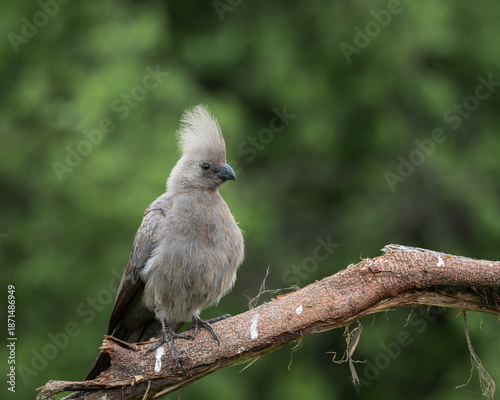 Grey go away bird resting on a tree branch with soft green background in natural African bushveld. This distinctive crested bird is also known as grey lourie and is commonly found in southern Africa
