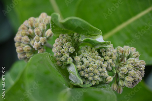 Close-Up View of Developing Milkweed (Asclepias) Flower Bud Clusters Nestled Among Broad Green Leaves, Highlighting Early-Stage Inflorescence Growth in a Lush Garden Setting