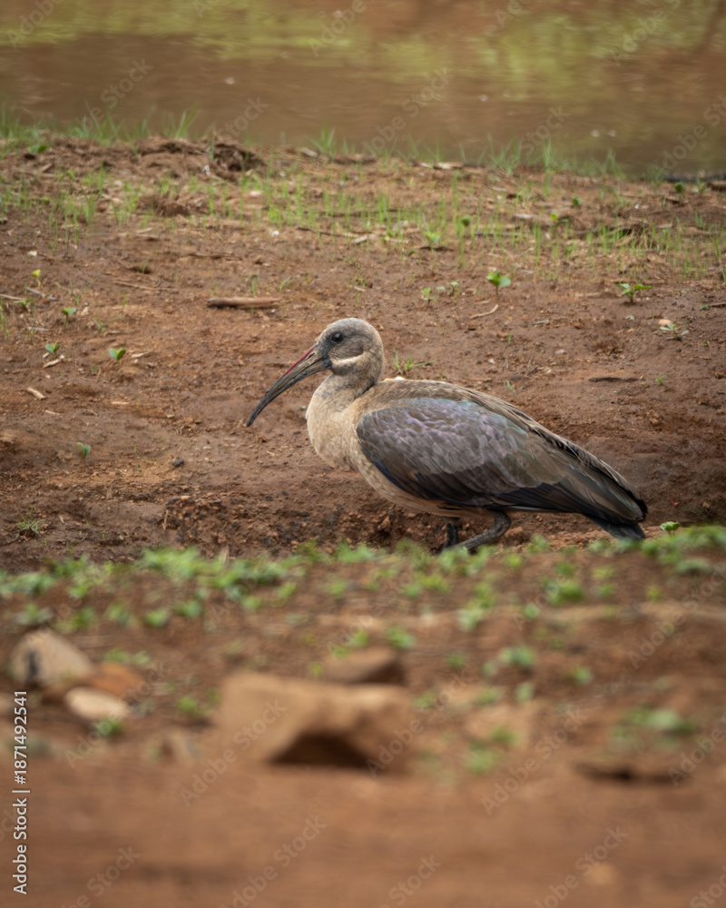 Obraz premium Hadada ibis foraging on muddy ground near the water edge in an African wetland environment. The image shows the long curved bill, grey brown plumage with subtle iridescent tones and cautious walking