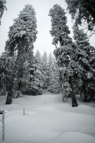 Tall spruce trees in the Black Forest during winter at Mummelsee, Baden-Württemberg