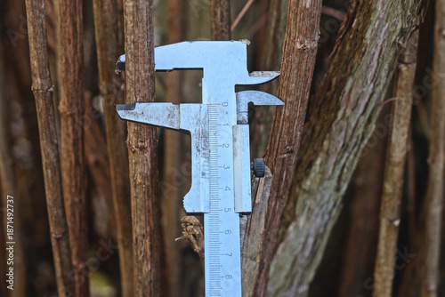One gray metal caliper measures the diameter brown branch on a bush in nature