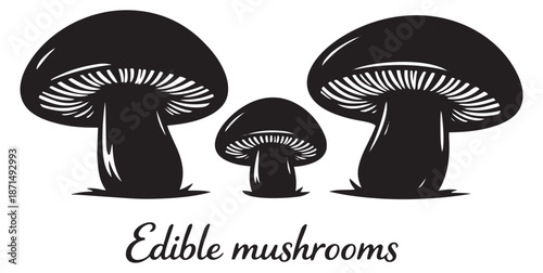 Graphic mushroom set featuring edible fungi for food and nature designs