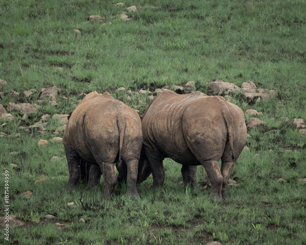 Fototapeta premium White rhinoceros standing calmly in lush green savanna vegetation in an African wildlife reserve. The image highlights the massive body, thick folded skin and distinctive horn of this iconic