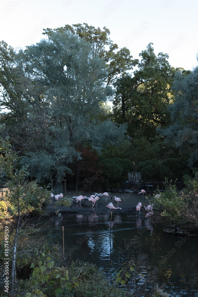 Obraz premium Pink flamingo in Lincoln Park Chicago