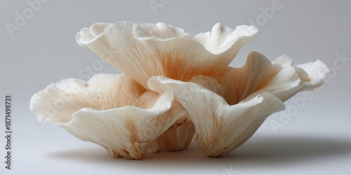 Close-up of elegant white oyster mushrooms with delicate gills