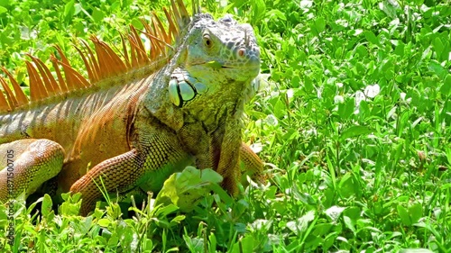 Large Green Iguana with orange spines resting in vibrant green grass. Close-up of a colorful Green Iguana (Iguana iguana) in bright sunlight. Detailed scales and spikes visible against a lush lawn bg.
