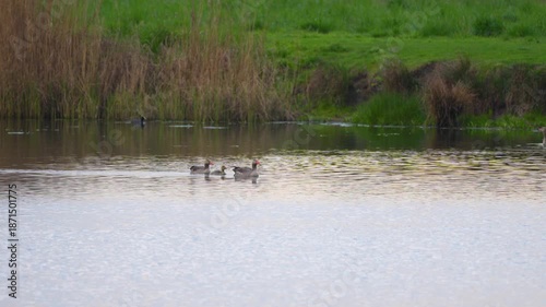 Wallpaper Mural families of wild geese swim in the pond Torontodigital.ca