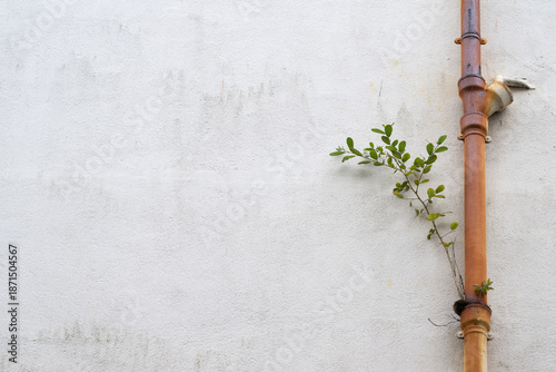 Rostrote Weide (Salix atrocinerea)