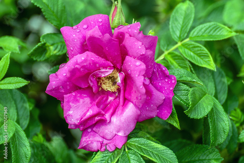 Rosa Rugosa Flowers Growing In The Garden In Summer