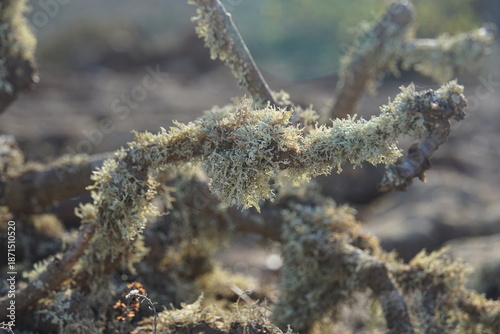 Trekking to Monte Corona, Lanzarote, November 2025, nature, bush, tree, landscape, view, rock, volcanic island, trekking, monte corona, plant, lichen