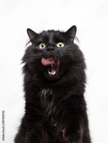 Cuadro en lienzo hungry black longhair cat licking its mouth studio shot on white background