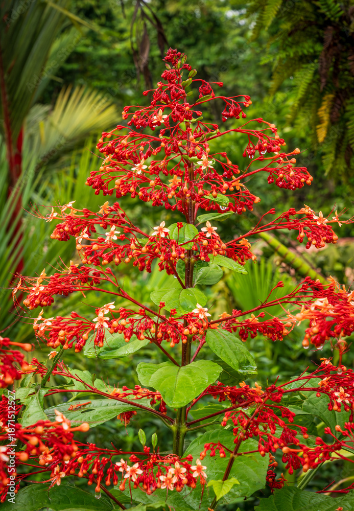 Fototapeta premium Bright red pagoda flowers grow in the tropical environment of Costa Rica, surrounded by green plants and trees