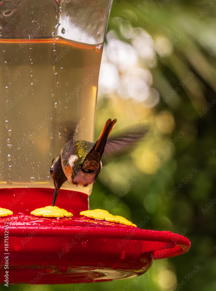 Fototapeta premium Magenta-throated woodstar hummingbird hovering in flight by red feeder in rain forest of Costa Rica