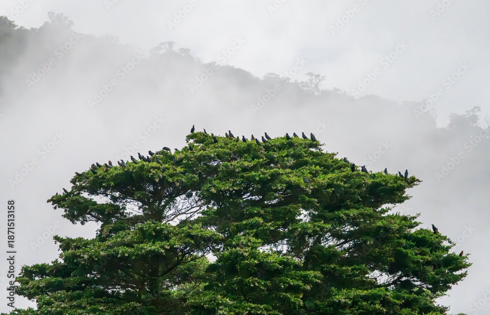 Fototapeta premium Birds landed and perched inn tree in misty view of the landscape of Monteverde in Costa Rica looking west towards Pacific Ocean