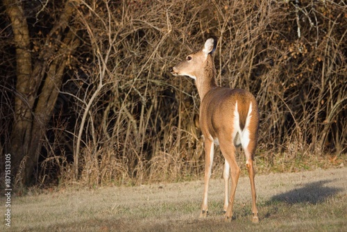 Foto Young white-tailed doe, possibly a yearling.