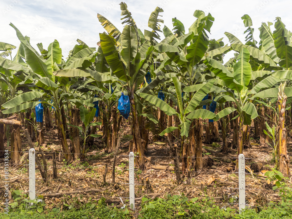 Obraz premium Banana plants stand in rows in Costa Rica with blue bags protecting the fruit before harvest from insect damage