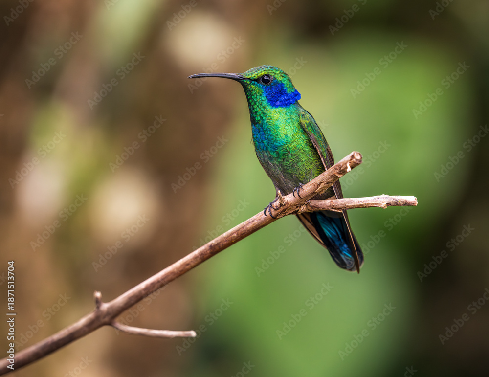 Obraz premium Lesser Violetear hummingbird perched on branch of a tree in rain forest of Costa Rica