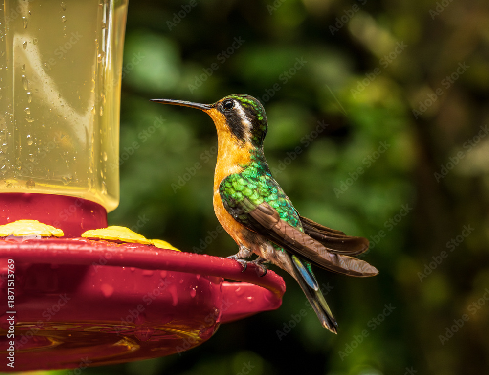 Fototapeta premium Purple throated mountain gem hummingbird feeding on a red feeder in rain forest of Costa Rica