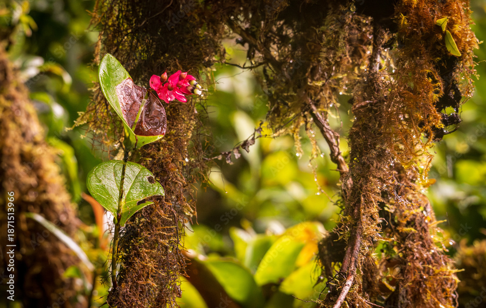 Obraz premium Indian clock vine red flower on tree trunk in rainforest of Monteverde in Costa Rica on wet rainy day