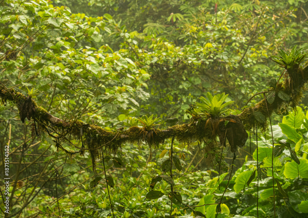 Obraz premium Moss and lichen on tree trunk in rainforest of Monteverde in Costa Rica on wet rainy day