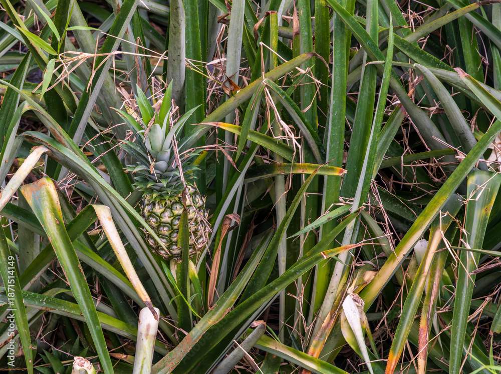 Naklejka premium A pineapple farm in Costa Rica shows many rows of pineapple plants growing under the sun in open land.