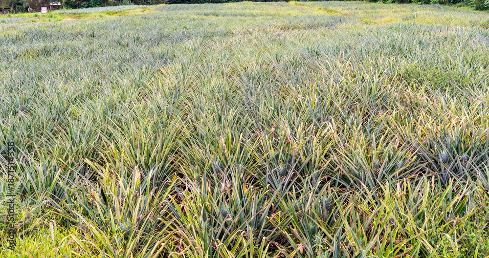 Naklejka premium A pineapple farm in Costa Rica shows many rows of pineapple plants growing under the sun in open land.