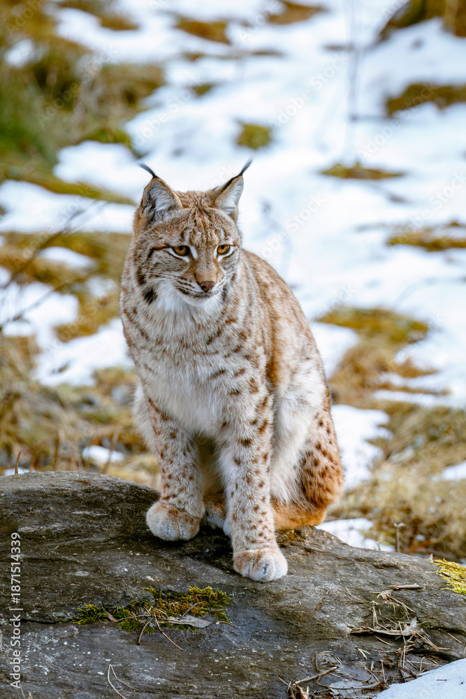 Fototapeta premium Lynx in early spring. Eurasian lynx, Lynx lynx, sits on stone on snowy forest meadow. Beautiful wild bobcat in nature. Cute animal with spotted orange fur. Beast in sunny day. Endangered predator.