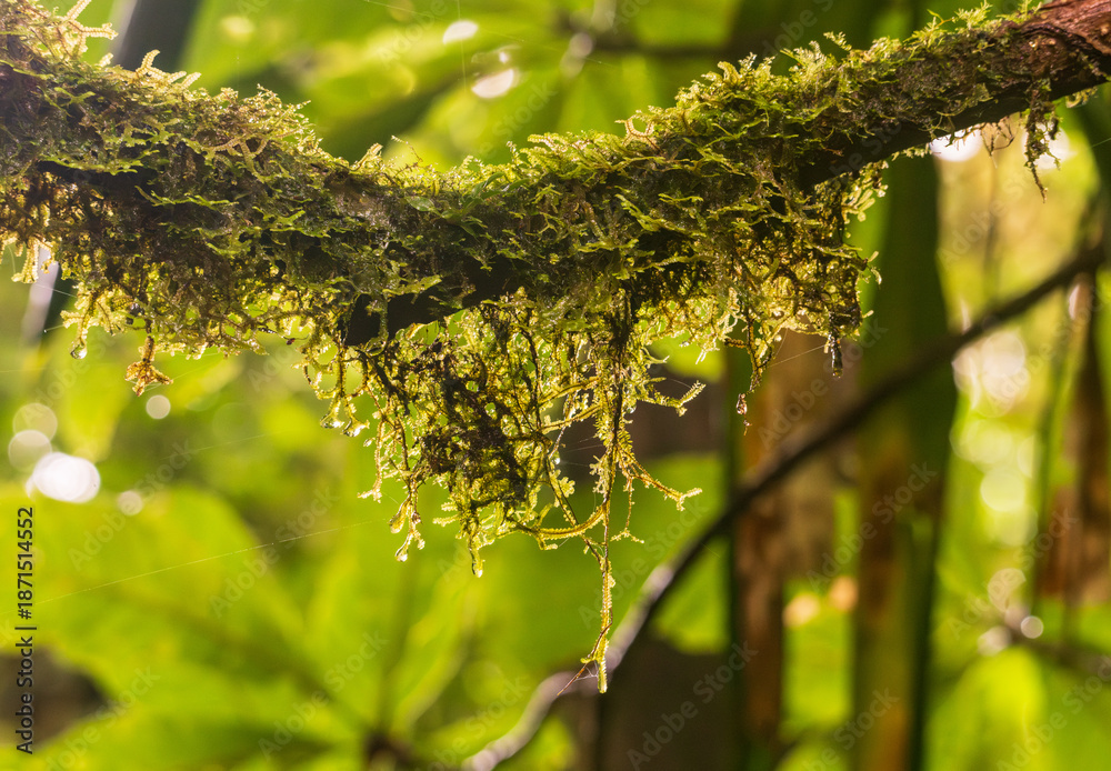 Naklejka premium Moss and lichen on tree trunk in rainforest of Monteverde in Costa Rica on wet rainy day