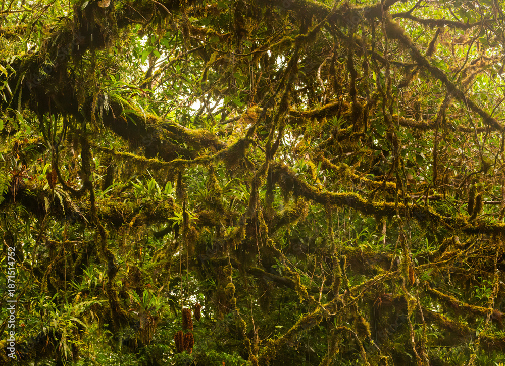 Naklejka premium Moss and lichen on tree trunk in rainforest of Monteverde in Costa Rica on wet rainy day