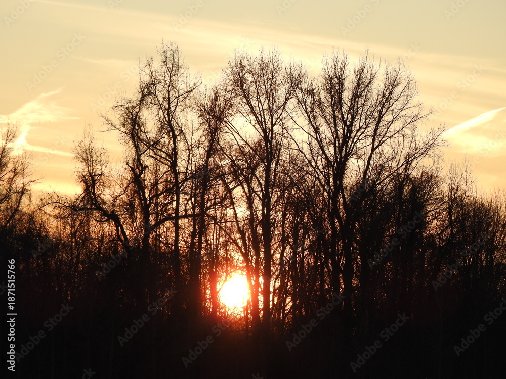 Fototapeta premium The sun shines brightly through a dark silhouette of woodland trees. Sunset, Bombay Hook National Wildlife Refuge, Kent County, Delaware.