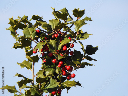 American holly tree, leaves and red berries. Bombay Hook National Wildlife Refuge, Kent County, Delaware. 