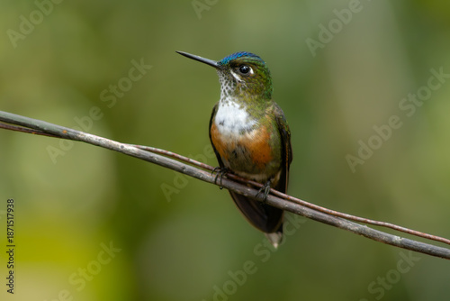 Photos Violet-tailed Sylph female