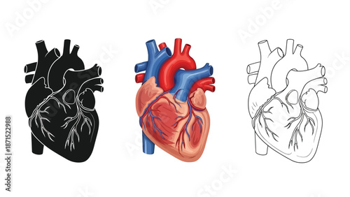Human heart anatomy set in black realistic and outline styles representing cardiovascular system health and medical illustration