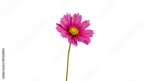 Pink cosmos flower on transparent background