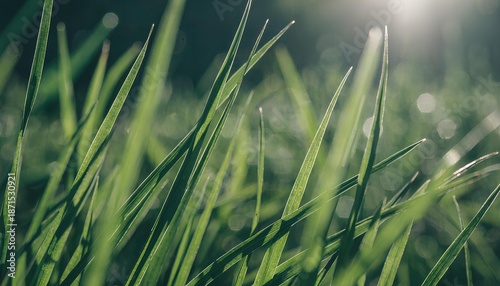 Close-up view of lush green grass blades with soft golden sunlight and bokeh background, natural environment detail