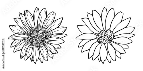 Aster - september birth month flower, line art vector set in monochrome style. Hand drawn botanical illustration. Floral sketch expressing individuality, minimalism and tattoo design concepts.