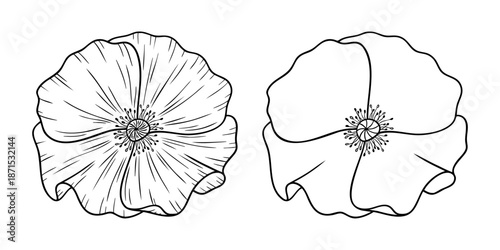 Poppy - august birth month flower, line art vector set in monochrome style. Hand drawn botanical illustration. Floral sketch expressing individuality, minimalism and tattoo design concepts.
