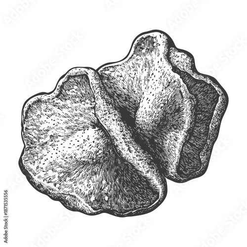 Detailed Engravings of Two Mushrooms Displaying Texture