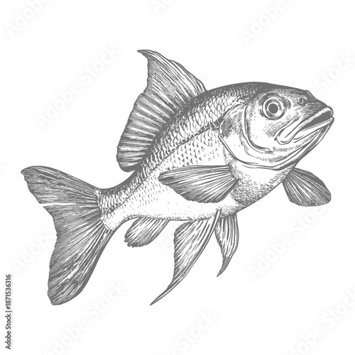 Detailed Hand Drawn Illustration Of A Fish