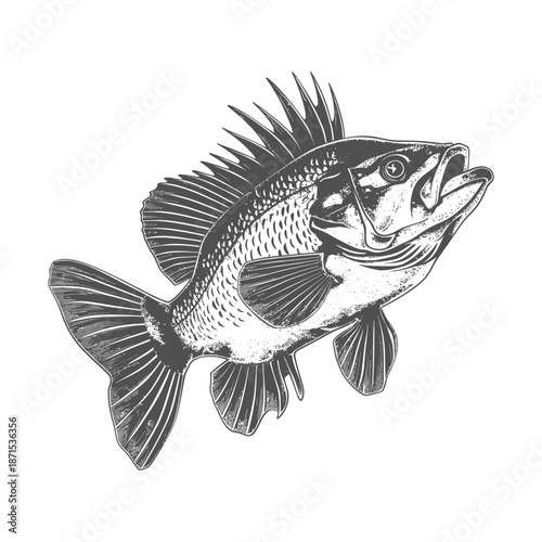 Detailed Illustration Of A Spiny Fish Swimming